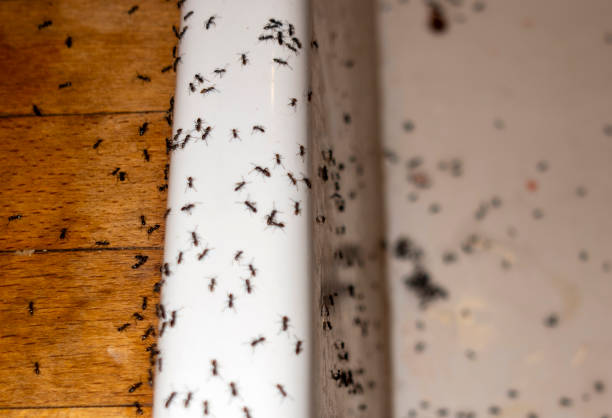 Best Pest Removal Services  in North Plymouth, MA