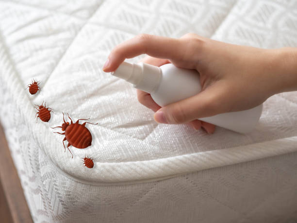 Best Emergency Pest Control  in North Plymouth, MA
